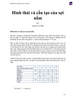 Hình thái và cấu tạo của sợi nấm (1) 