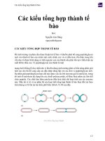 Các kiểu tổng hợp thành tế bào 