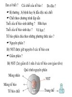 Bài 9  nguyên phân 