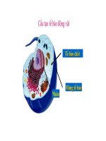 QUÁ TRÌNH PHIÊN MÃ (ĐẠI HỌC)