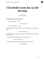 Cầu khuẩn gram âm, kỵ khí bắt buộc 