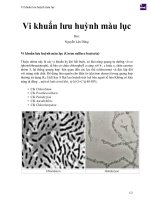 Vi khuẩn lưu huỳnh màu lục 