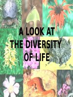 THE DIVERSITY OF LIFE 