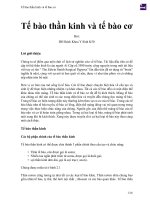 Tế bào thần kinh và tế bào cơ 