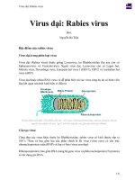 Virus dại  rabies virus 