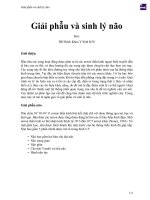Giải phẫu và sinh lý não 