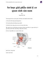 Sơ lược giải phẫu sinh lý cơ quan sinh sản nam 