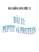 Bài giảng bài peptit và protein hóa học 12 