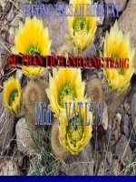 Bài giảng bài sự phân tích ánh sáng trắng vật lý 9 (9) 