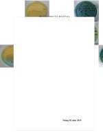 PHÂN LẬP, XÁC ĐỊNH VÀ ĐÁNH GIÁ CÁC GENE ĐỘC TÍNH CỦA VI KHUẨN Vibrio parahaemolyticus  GÂY BỆNH TRÊN TÔM