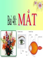 Bài giảng bài mắt vật lý 9 (3) 