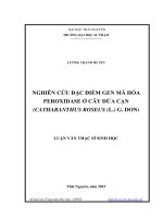 Nghiên cứu đặc điểm gen mã hóa Peroxidase ở cây dừa cạn (Catharanthus Roseus (L.) G. Don)