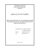 Nghiên cứu đặc điểm sinh học của vi tảo Ankistrodesmus phân lập từ rừng ngập mặn Xuân Thuỷ, Nam ðịnh và thăm dò khả năng kháng tế bào ung thư biểu mô