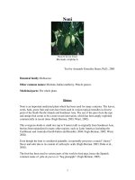 Morinda citrifolia Nghiên cứu về cây nhàu