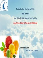 Chủ đề: Nhân Giống Vô Tính Cây Có Múi (Citrus)