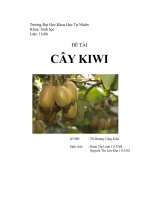 tiểu luận ĐỀ TÀI  CÂY KIWI