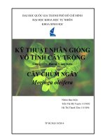 BÁO cáo kỹ THUẬT NHÂN GIỐNG vô TÍNH cây TRỒNG