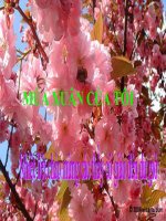 Bài giảng ngữ văn 7 bài 15 mùa xuân của tôi 15 