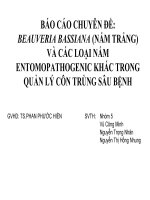 BÁO cáo CHUYÊN đề BEAUVERIA BASSIANA (nấm TRẮNG) và các LOẠI nấm ENTOMOPATHOGENIC KHÁC TRONG QUẢN lý côn TRÙNG sâu BỆNH , đại học nông lâm tphcm