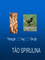 TẢO spirulina