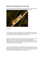 Đánh lừa côn trùng để bảo vệ mùa màng , đại học nông lâm tphcm