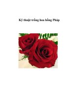 Kỹ thuật trồng hoa hồng Pháp