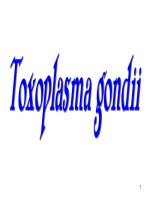 Toxoplasm gondii, ĐH Y DƯỢC TPHCM