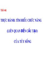 Bài giảng sinh học 8 thực hành tìm hiểu chức năng liên quan tới cấu tạo của tủy sống (7) 