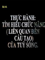 Bài giảng sinh học 8 thực hành tìm hiểu chức năng liên quan tới cấu tạo của tủy sống (6) 
