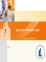 Sản xuất protein g CSF