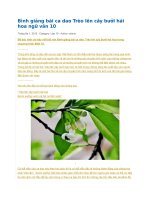 Bình giảng bài ca dao trèo lên cây bưởi hái hoa ngữ văn 10 