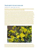 Thuyết minh về cây mai và mùa xuân 