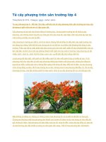 Tả cây phượng trên sân trường lớp 4 