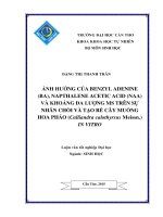 ảnh hưởng của benzyl adenine (ba), napthalene acetic acid (naa) và khoáng đa lượng ms trên sự nhân chồi và tạo rễ cây muồng hoa pháo (calliandra calothyrsus meissn ) in vitro 