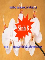 Bài giảng sinh học 8 tham khảo trụ não, tiểu não , não trung gian (9) 