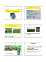 Bài Giảng Thức Ăn Và Nuôi Dưỡng Gia Súc