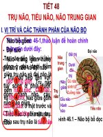 Bài giảng sinh học 8 tham khảo trụ não, tiểu não , não trung gian (1) 