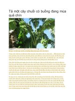 Tả một cây chuối có buồng đang mùa quả chín 