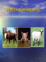Bệnh Lở Mồm Long Móng