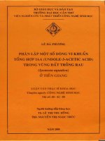 PHÂN LẬP MỘT SỐ DÒNG VI KHUẨN TỔNG HỢP IAA (INDOLE-3-ACETIC ACID) TRONG VÙNG ĐẤT TRỒNG RAU VÀ THỬ NGHIỆM TRÊN RAU MUỐNG IPOMOEA AQUATICA Ở TIỀN GIANG
