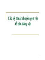 Bài giảng các kỹ thuật chuyển gen vào tế bào động vật