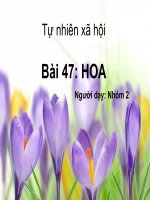 slide bài dạy tự nhiên xã hội lớp 4 bài hoa theo mô hình VNEN