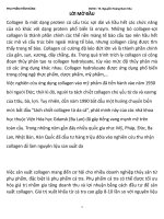 Bài tiểu luận collagen hay nhất