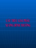 CẤU TRÚC GIẢI PHẪU XƯƠNG BÌNH THƯỜNGXƯƠNG BÌNH THƯỜNG