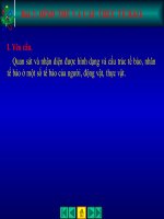 Bài 2: HÌNH THỂ VÀ CẤU TRÚC TẾ BÀO