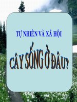 bài giảng tự nhiên xã hội lớp 2 theo phương pháp bàn tay nặn bột bài cây sống ở đâu