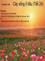 bài giảng tự nhiên xã hội lớp 2 cây sống ở đâu