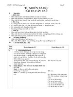 gián án tự nhiên xã hội lớp 3 bài cây rau