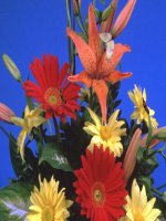 bài giảng  LỊCH sử  lớp 5 bài 26 DINH đọc lập