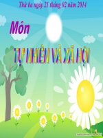 bài giảng khoa học lớp 5 bài khả năng kỳ diệu của lá cây